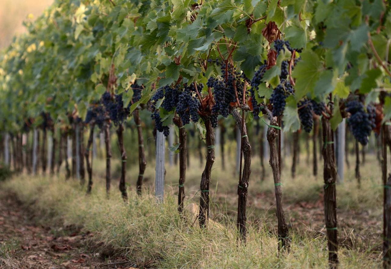 Agriturismo Casagrande Montepulciano Bagian luar foto